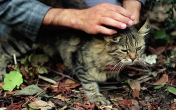 Stock Video Man Petting A Cat In Natur Animated Wallpaper