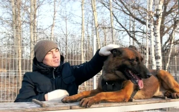 Stock Video Man Petting A Big Dog In The Par Animated Wallpaper