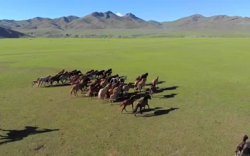 Stock Video Man On Horseback Trying To Catch Free Wild Horses O Animated Wallpaper