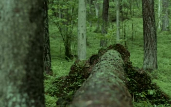 Stock Video Man In The Woods Crosses A Fallen Tre Animated Wallpaper