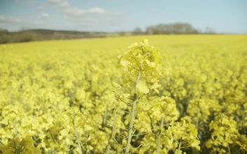 Stock Video Mountain Crop Fields