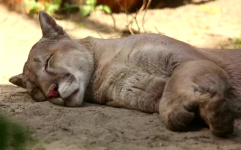Stock Video Mountain Lion Resting On The Ground