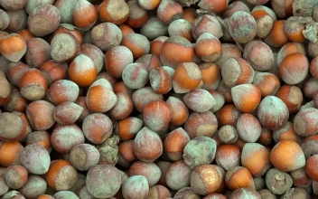 Stock Video Mountain Of Recently Cropped Hazelnut
