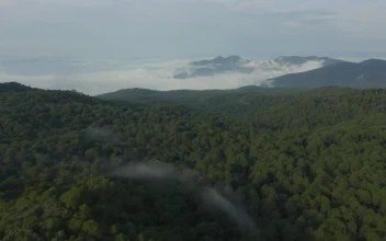 Stock Video Mountain Range Covered By Trees Seen From Above