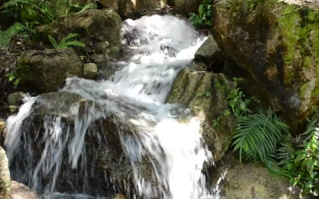 Stock Video Mountain Stream With Ferns