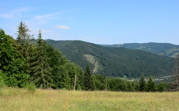 Stock Video Mountain Trees Across A Grass Field