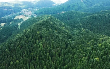 Stock Video Mountains Covered In Thick Forests