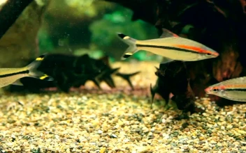 Stock Video Multi Colored Fish Swimming In The Aquarium