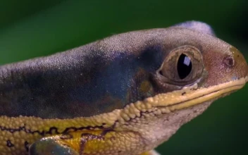 Stock Video Multicolor Frog Closing Its Eyes Closeup Shot