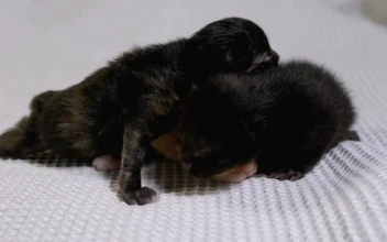 Stock Video Multicolor Newborn Baby Cats