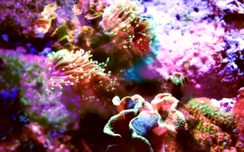 Stock Video Multicolored Coral Shot With Fish Projections