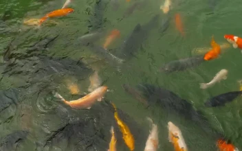 Stock Video Multicolored Koi Fish Swimming In The Pond