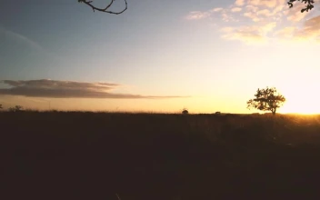 Stock Video Mushroom Growing In Grass In A Forest At Sunset