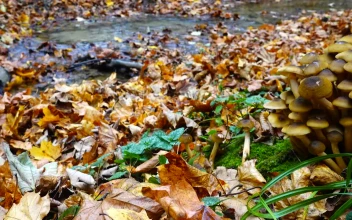Stock Video Mushrooms Growing By A Stream