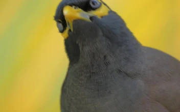 Stock Video Mynah Looking Around