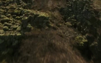 Stock Video Natural Landscape Covered In Moss