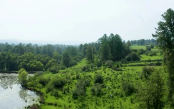 Stock Video Natural Landscape In An Aerial View Around A Forest