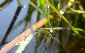 Stock Video Natural Pond In The Mountains