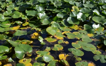 Stock Video Natural Pond