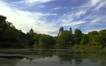 Stock Video Natural Pond On A Clear Day