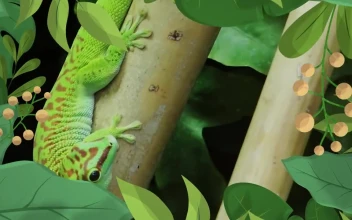 Stock Video Nature Intro Transition
