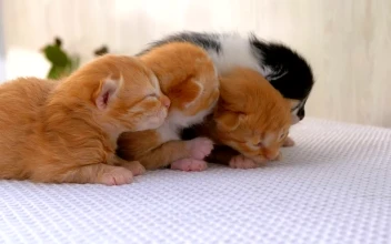 Stock Video Newborn Fluffy Kittens