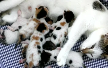 Stock Video Newborn Kittens Feeding On Mother