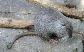 Stock Video Nutria Sitting On A Rock