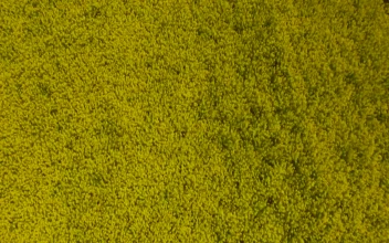Stock Video Oilseed Plants Growing