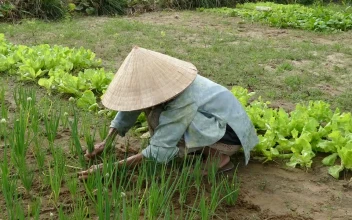 Stock Video Old Lady Collecting Spring Onions In The Garden