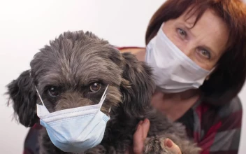 Stock Video Old Woman And Her Pet Wearing Mask