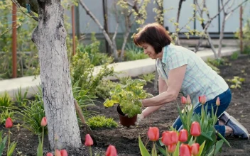 Stock Video Old Woman Planting A New Plant In Her Garden