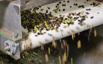 Stock Video Olive Conveyor Machine Close Up View