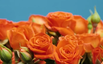 Stock Video Orange Bunch Of Flowers