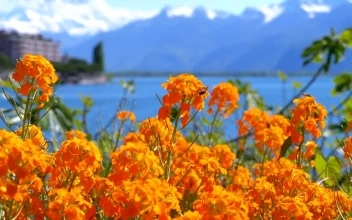 Stock Video Orange Flowers And The Lake In The Background