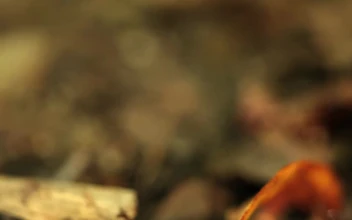 Stock Video Orange Frog Breathing
