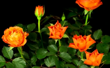 Stock Video Orange Rose Flower Opens On The Bush