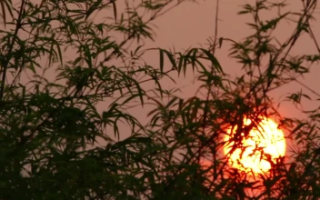 Stock Video Orange Sun Behind Leaves