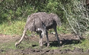 Stock Video Ostriches Searching For Food