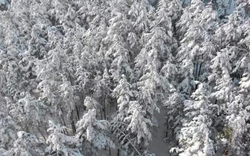 Stock Video Over The Treetops Of A Snowy Forest