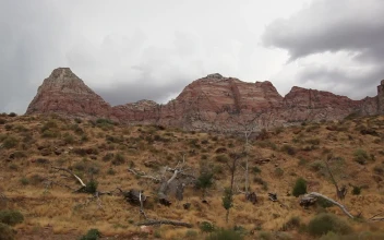 Stock Video Overcast Day In A National Park
