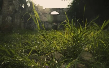 Stock Video Overgrown Garden And Ruins