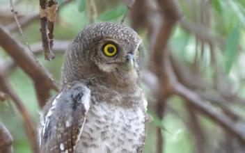 Stock Video Owl Hooting On A Tree