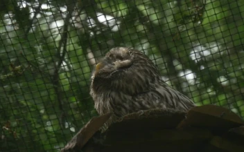 Stock Video Owl Inside A Cage In Nature