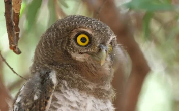 Stock Video Owl Looking Around