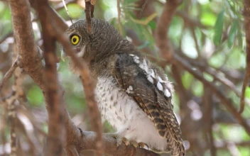 Stock Video Owl Standing In A Tree