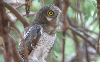 Stock Video Owl Standing On A Branch