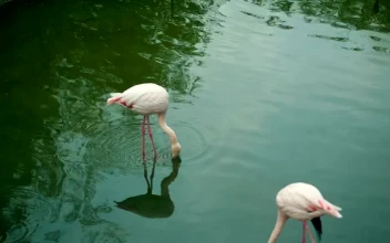 Stock Video Pair Of Flamingos Drinking Water In A Lake