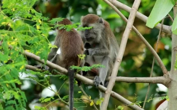 Stock Video Pair Of Monkeys In The Wild