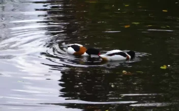 Stock Video Pair Of Wild Ducks Looking For Food In The Lake
